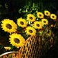 🌻Lampes LED solaires en forme de tournesol à planter dans le jardin
