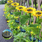 🌻Lampes LED solaires en forme de tournesol à planter dans le jardin