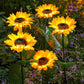 🌻Lampes LED solaires en forme de tournesol à planter dans le jardin